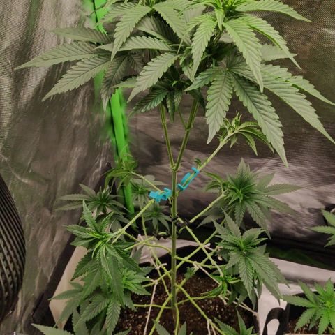Sour Diesel 1 growlog photo: After defoliation to pre-start the flowering phase.