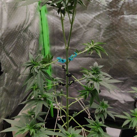 Sour Diesel 1 growlog photo: After defoliation to pre-start the flowering phase.