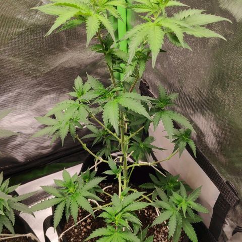 Sour Diesel 2 growlog photo: After defoliation to pre-start the flowering phase.