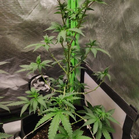 Sour Diesel 2 growlog photo: After defoliation to pre-start the flowering phase.
