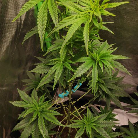 Sour Diesel 1 growlog photo: The day I changed the light to 12/12.
Last seen before starting floring.