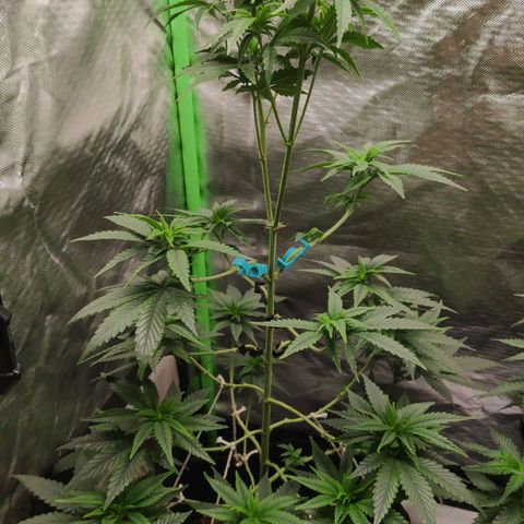 Sour Diesel 1 growlog photo: The day I changed the light to 12/12.
Last seen before starting floring.