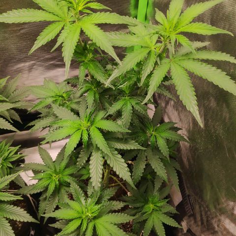 Sour Diesel 2 growlog photo: The day I changed the light to 12/12.
Last seen before starting floring.