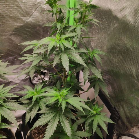 Sour Diesel 2 growlog photo: The day I changed the light to 12/12.
Last seen before starting floring.