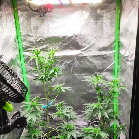 Sour Diesel 2 growlog photo: The day I changed the light to 12/12.
Last seen before starting floring.
