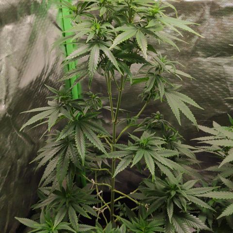 Sour Diesel 1 growlog timeline photo