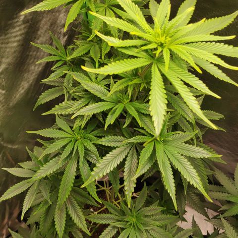 Sour Diesel 1 growlog timeline photo