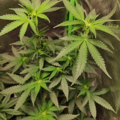 Sour Diesel 2 growlog timeline photo