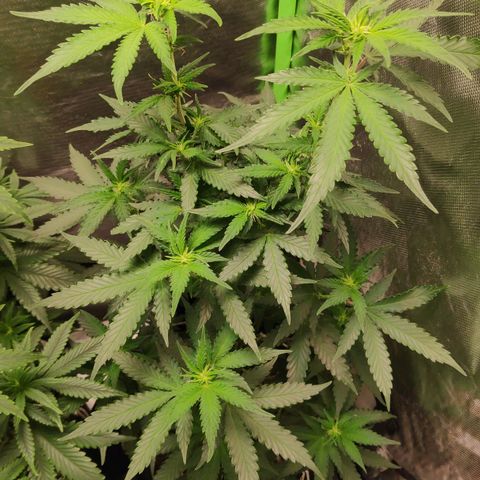 Sour Diesel 2 growlog timeline photo