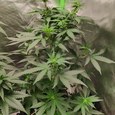 Sour Diesel 2 growlog timeline photo