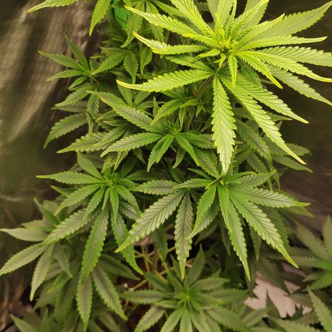 Sour Diesel 1 growlog timeline photo