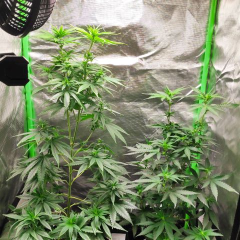Sour Diesel 1 growlog photo: Seven days after changing the lights to 12/12.