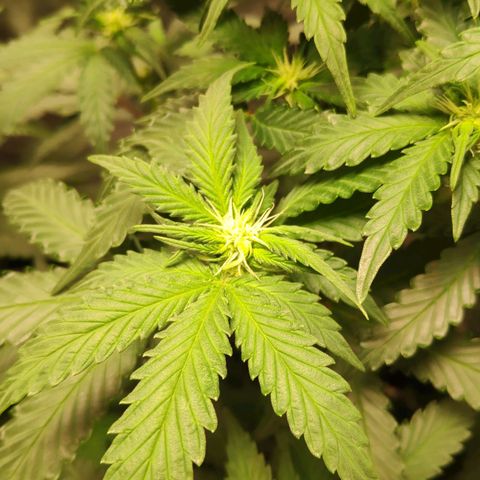 Sour Diesel 2 growlog photo: The first sight of flowering.