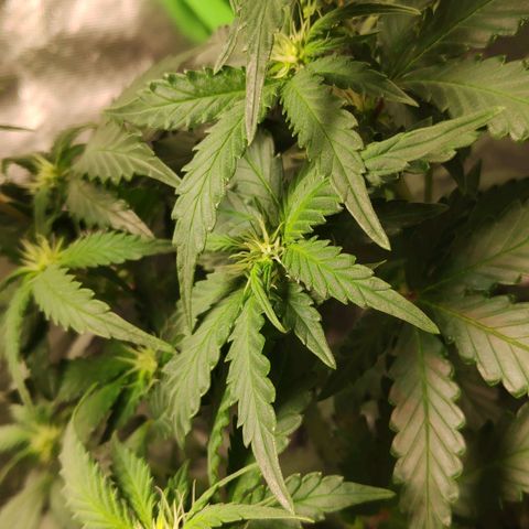Sour Diesel 2 growlog photo: The first sight of flowering.