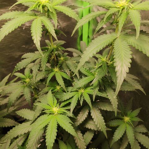 Sour Diesel 2 growlog photo: The first sight of flowering.