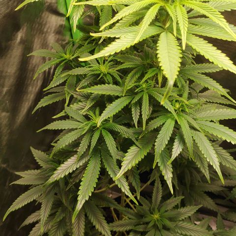 Sour Diesel 1 growlog photo: The first sight of flowering.