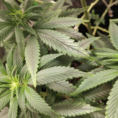Sour Diesel 1 growlog photo: The first sight of flowering.