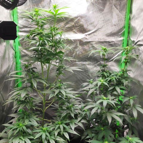 Sour Diesel 1 growlog timeline photo