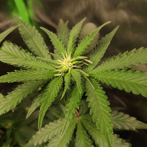 Sour Diesel 2 growlog timeline photo