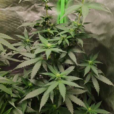 Sour Diesel 2 growlog timeline photo