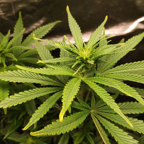 Sour Diesel 1 growlog timeline photo