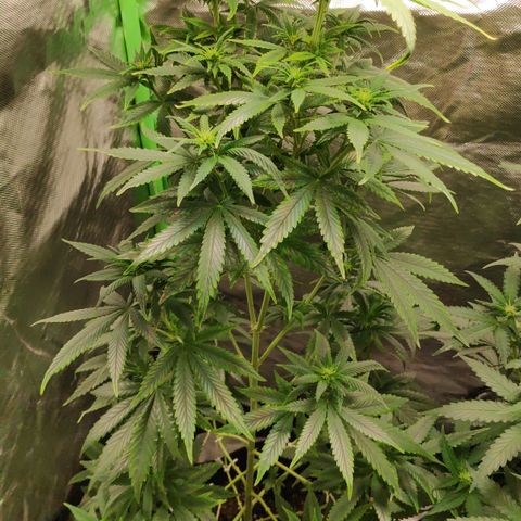 Sour Diesel 1 growlog timeline photo