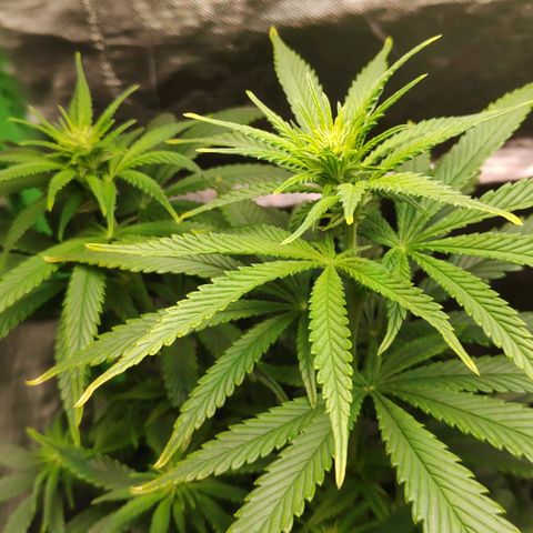 Sour Diesel 1 growlog timeline photo