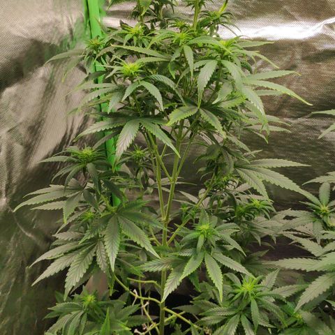 Sour Diesel 1 growlog timeline photo