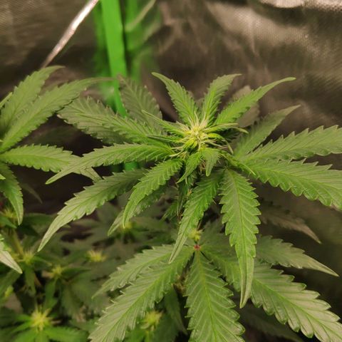 Sour Diesel 2 growlog timeline photo