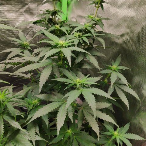 Sour Diesel 2 growlog timeline photo