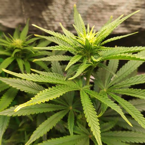 Sour Diesel 1 growlog timeline photo