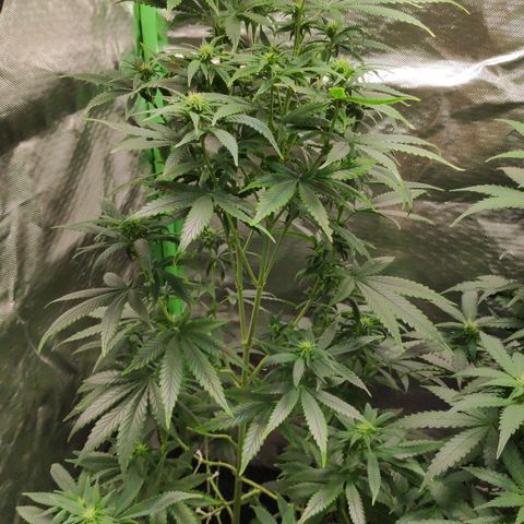Sour Diesel 1 growlog timeline photo