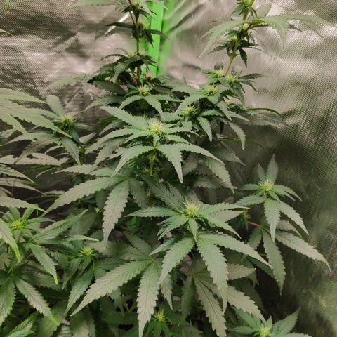 Sour Diesel 2 growlog timeline photo