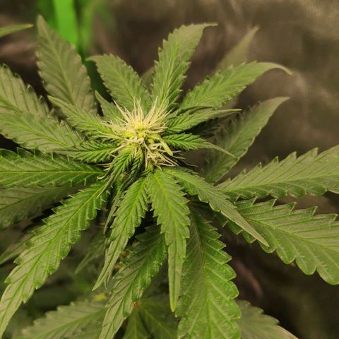 Sour Diesel 2 growlog timeline photo