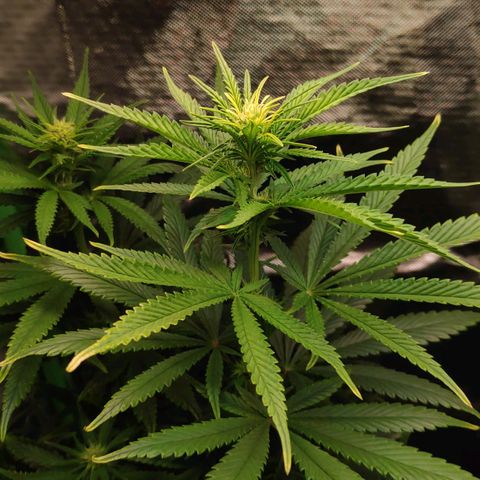 Sour Diesel 1 growlog timeline photo