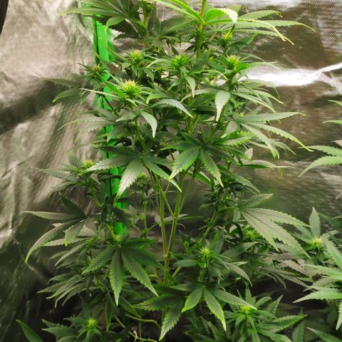 Sour Diesel 1 growlog timeline photo