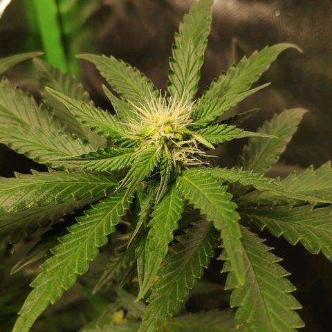 Sour Diesel 2 growlog timeline photo