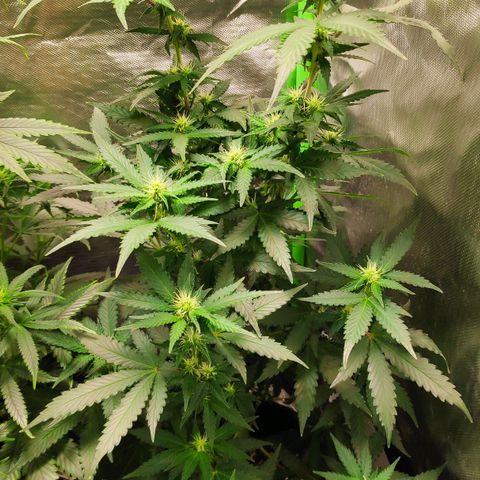 Sour Diesel 2 growlog timeline photo