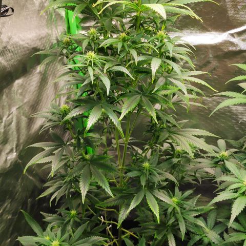 Sour Diesel 1 growlog timeline photo