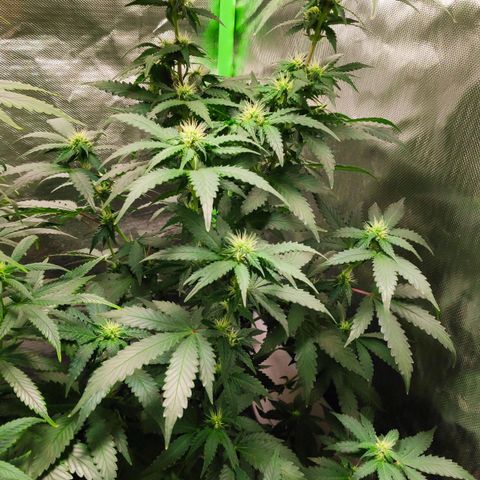 Sour Diesel 2 growlog timeline photo