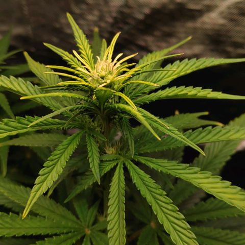 Sour Diesel 1 growlog timeline photo
