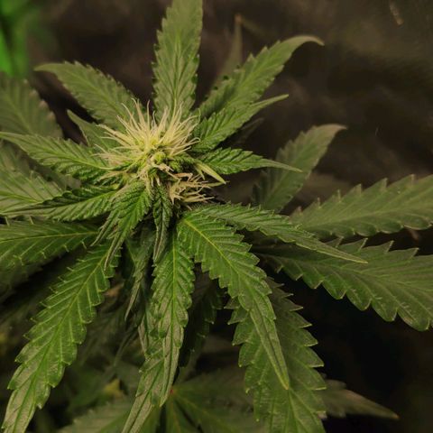 Sour Diesel 2 growlog timeline photo