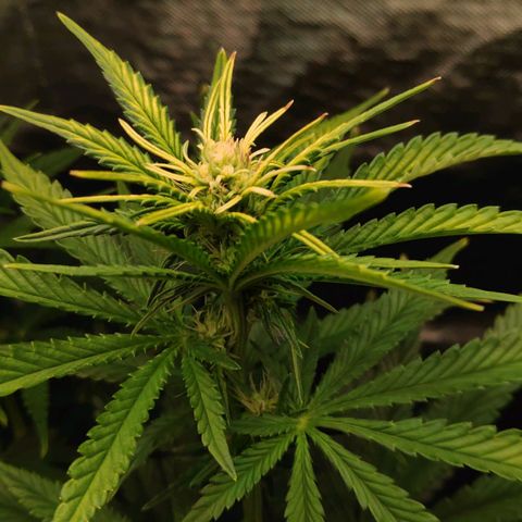 Sour Diesel 1 growlog timeline photo