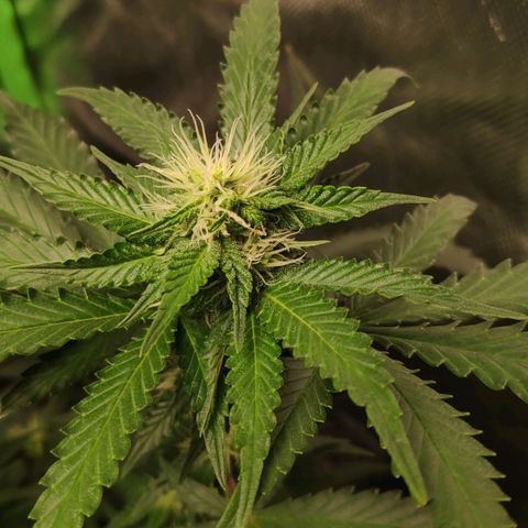Sour Diesel 2 growlog timeline photo
