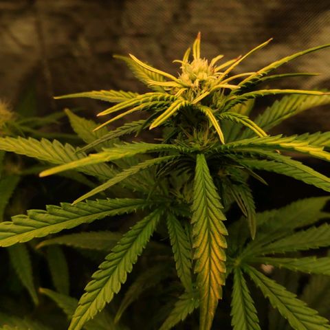 Sour Diesel 1 growlog timeline photo