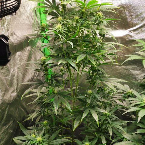 Sour Diesel 1 growlog timeline photo