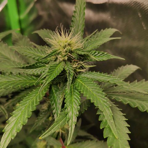 Sour Diesel 2 growlog timeline photo