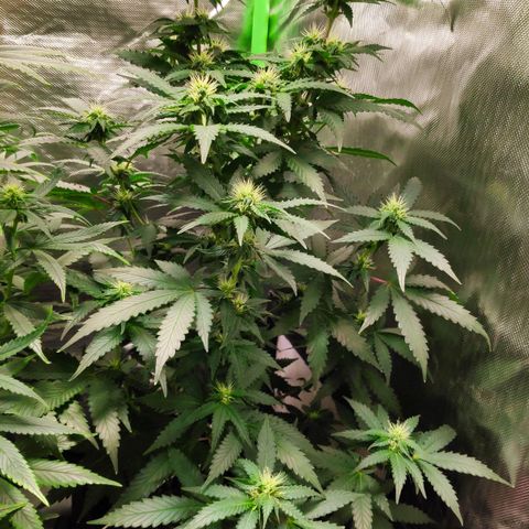 Sour Diesel 2 growlog timeline photo