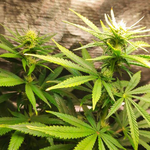 Sour Diesel 1 growlog timeline photo