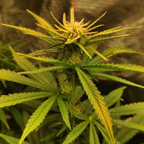 Sour Diesel 1 growlog timeline photo